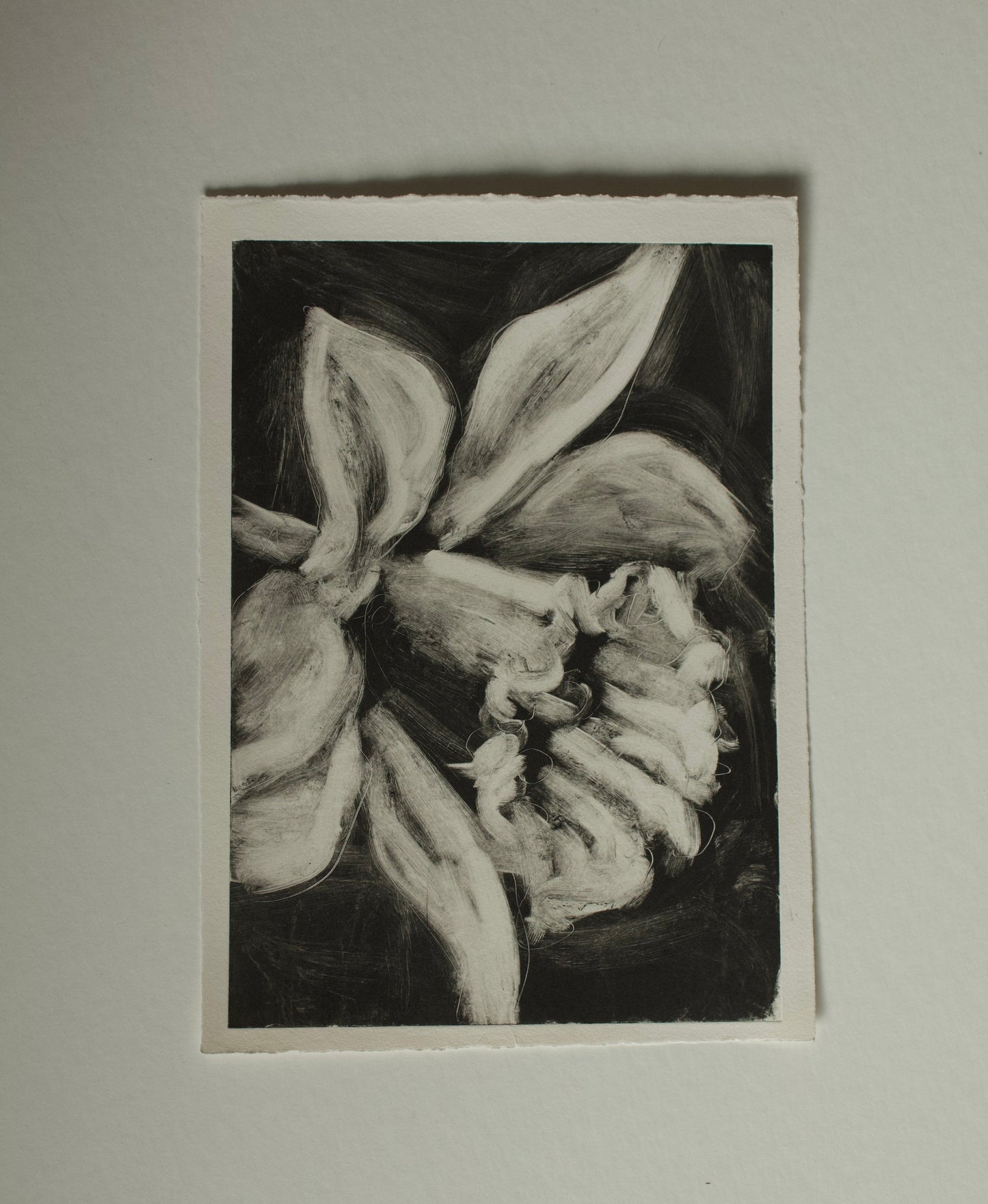 Daffodil