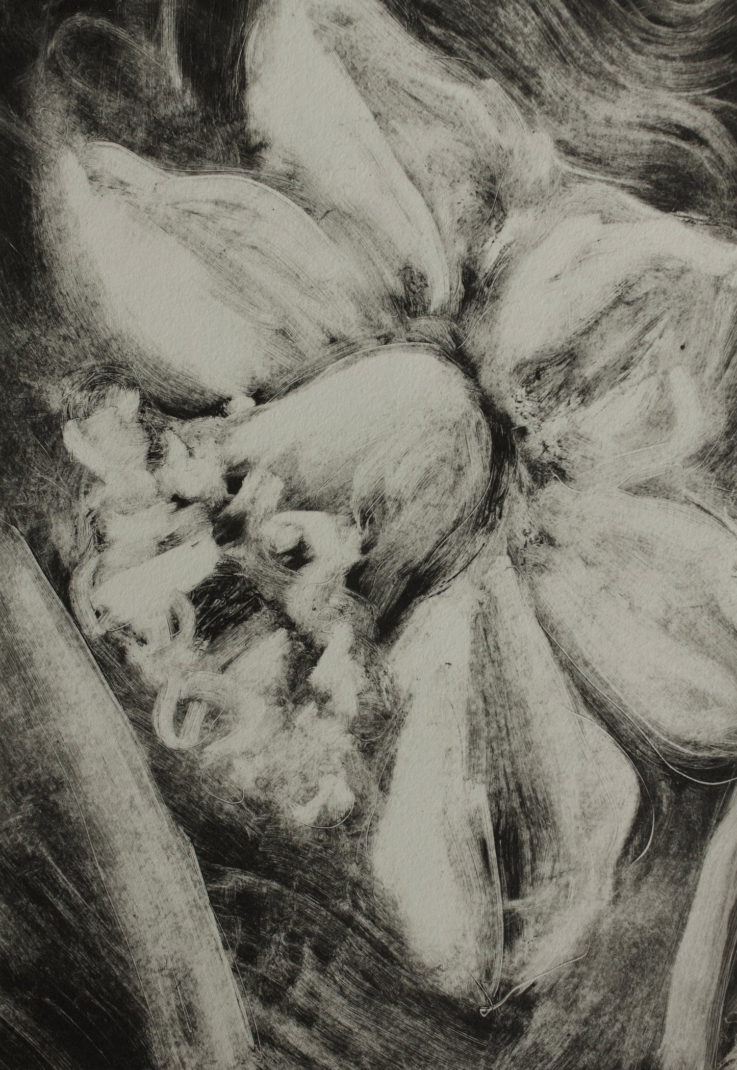 Daffodil II