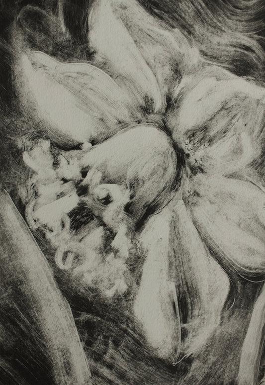 Daffodil II