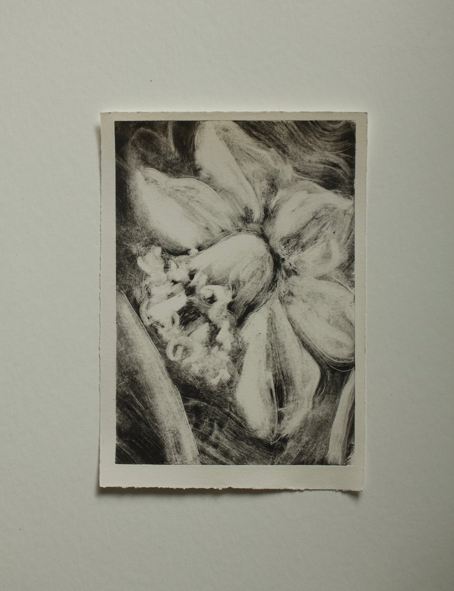 Daffodil II